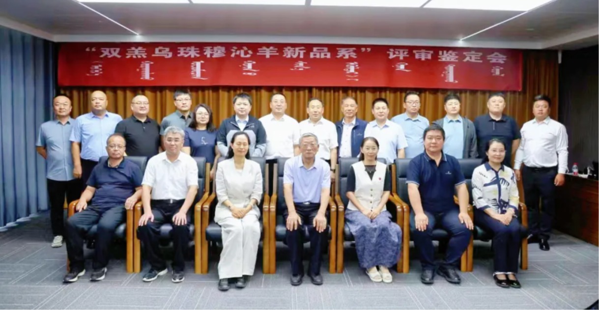 “乌珠穆沁羊高繁新品系”来啦！——佟彬研究员为首席专家培育的“乌珠穆沁羊高繁新品系”通过专家组评审认定